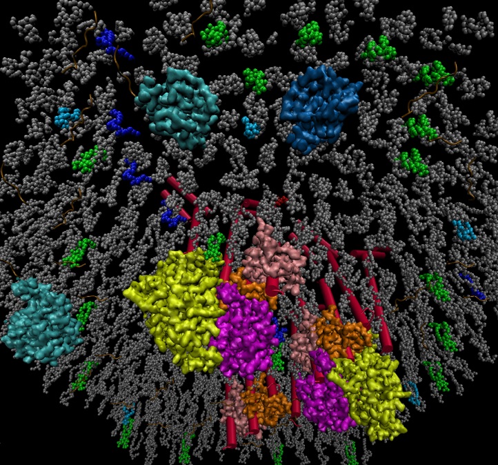 Science Immunology：关键免疫应答代谢环路的新机制