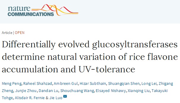 Nature子刊：华中农大学者报道水稻次生代谢研究新进展
