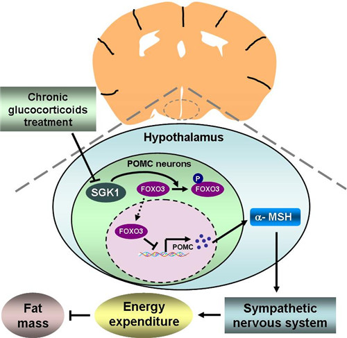 Diabetes：糖皮质激素引起肥胖的中枢调控机制