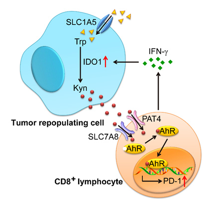 Cancer Cell：肿瘤组织中T细胞为何会高表达PD-1