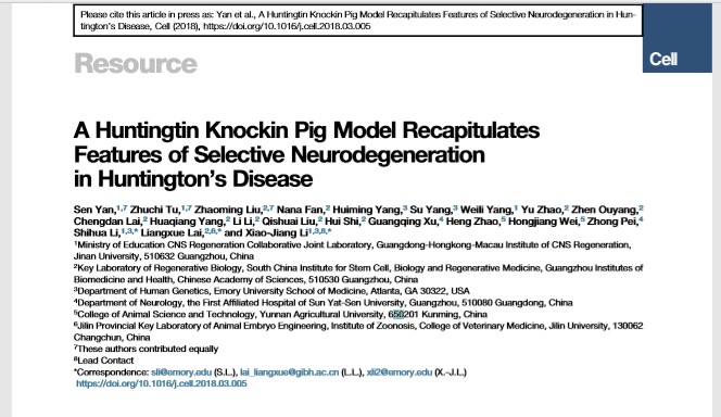 暨南大学，中科院等发表Cell文章：利用CRISPR构建世界首例神经疾病基因敲入猪