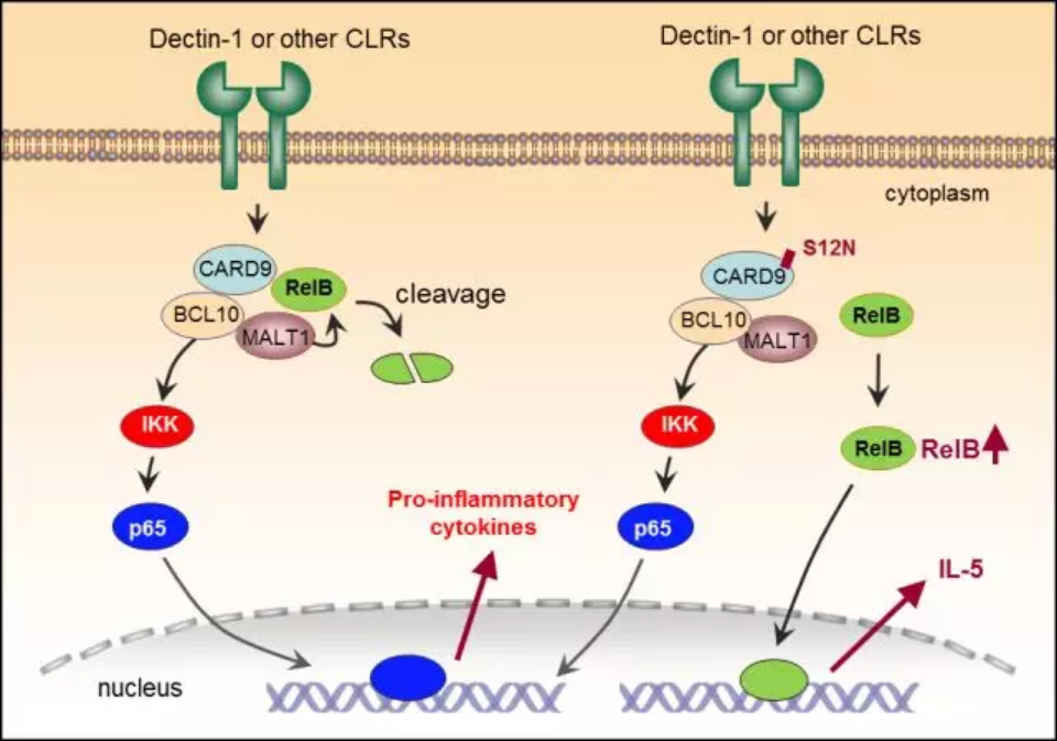 Nature Immunology：天然免疫细胞诱导过敏反应的新机制