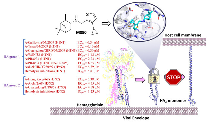 JMC：可克服金刚烷胺及达菲耐药株的新型抗流感药物候选物M090