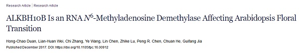 拟南芥去甲基化酶ALKBH10调控开花通路 | 案例解析