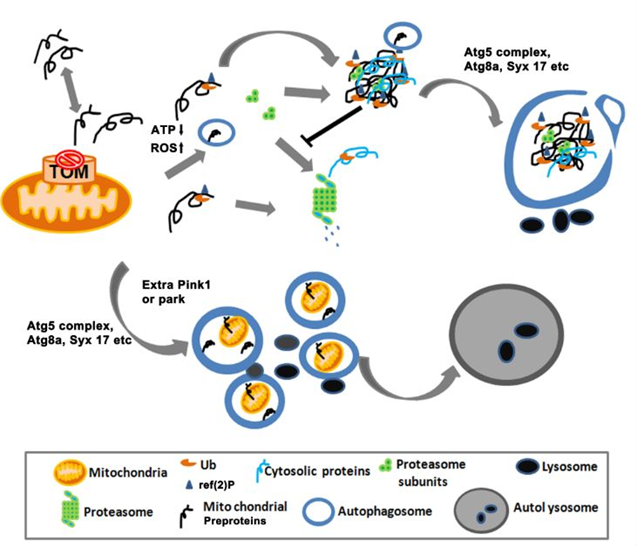 Autophagy：线粒体蛋白转运系统调控神经系统稳态