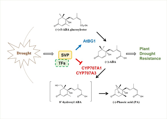 研究論文揭示了開花抑制子svp (short vegetative phase)通過調控aba