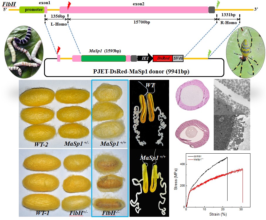 PNAS：利用基因组编辑家蚕大量表达蜘蛛丝