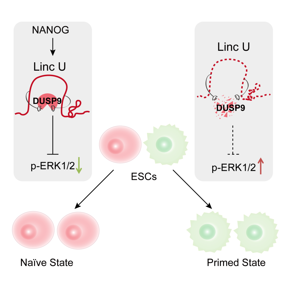 长链非编码RNA在胚胎干细胞原始态维持中的重要功能