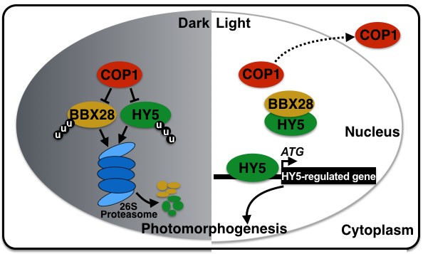 邓兴旺教授最新文章揭示植物光形态建成的重要分子机理