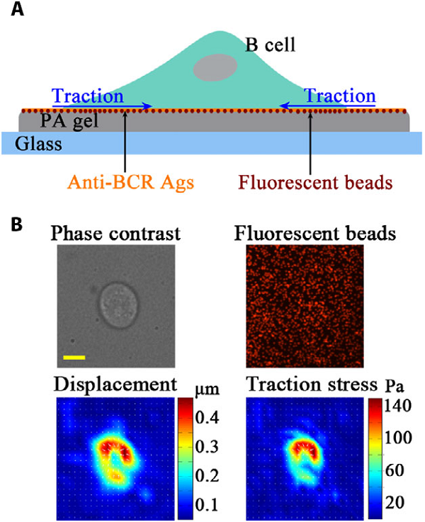 Science Signaling：改进牵引力显微镜技术，发现免疫突触机械牵引奥秘