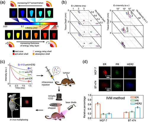 Nature子刊：近红外荧光寿命成像技术在活体多重检测中的应用