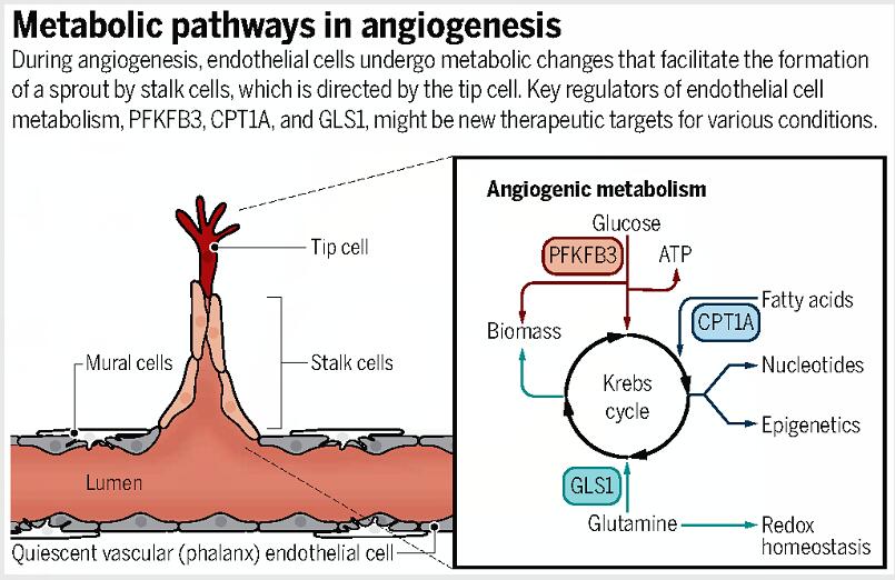 中山大学学者联合发表Nature，Science：揭示血管研究新机制