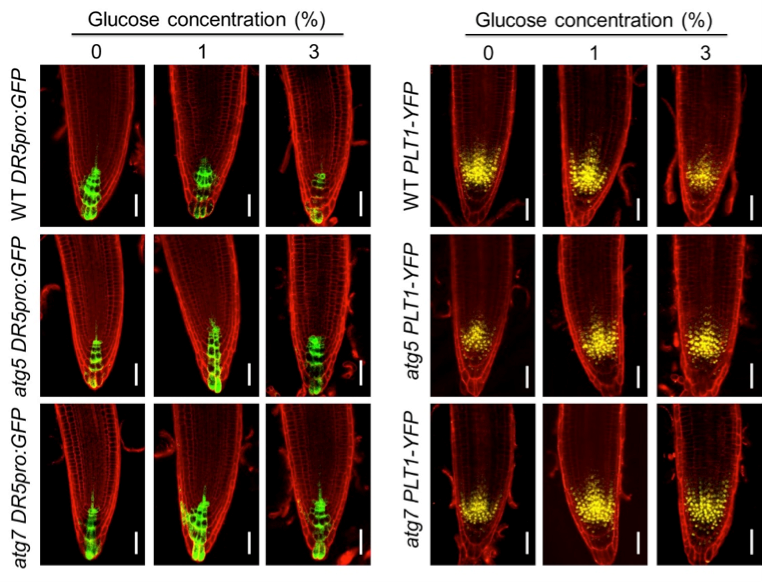 Autophagy：自噬调控根分生组织活性新机制