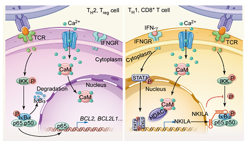 Nature子刊：LncRNA调控肿瘤免疫新机制