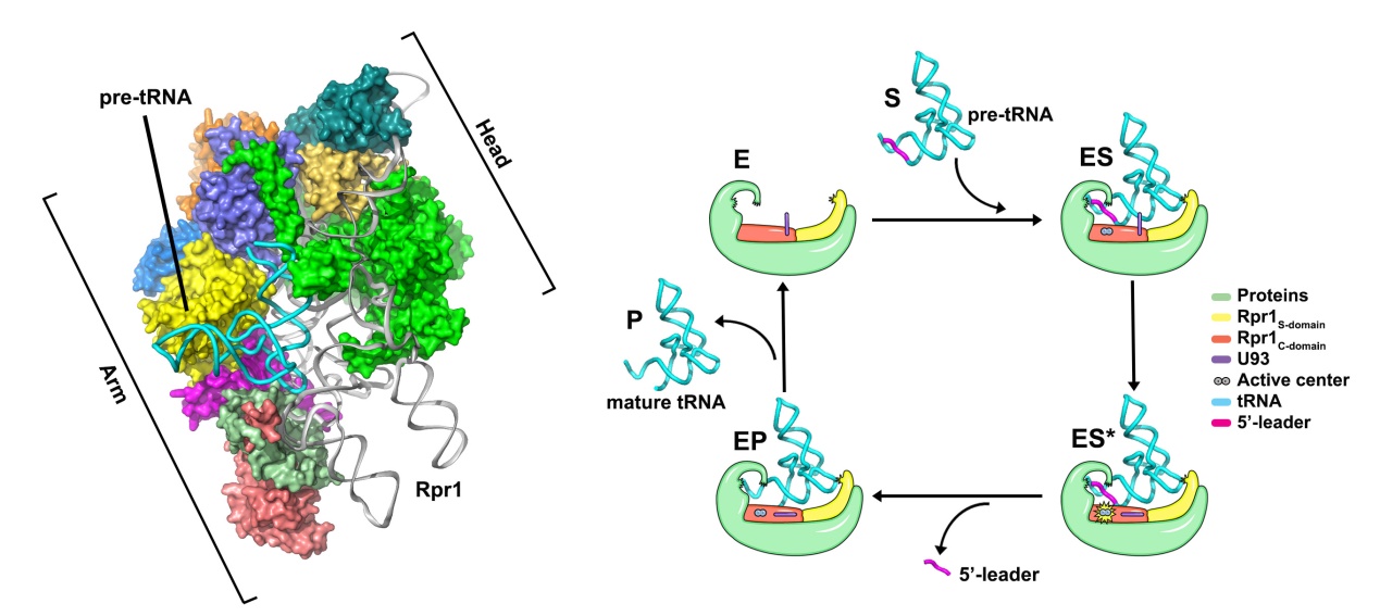 上海交大学者最新Science发文：真核生物RNase P催化底物tRNA前体切割成熟的分子机制
