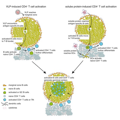 Immunity：纳米颗粒抗原活化初始CD4T细胞新机制