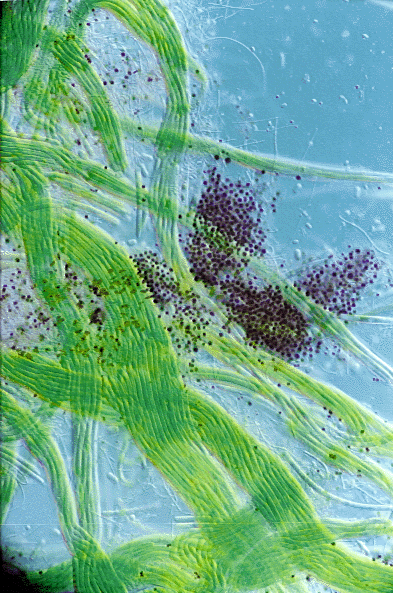 绿色硫细菌图片